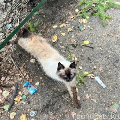 Найдена длинношёрстная кошка, ул. Юных Пионеров