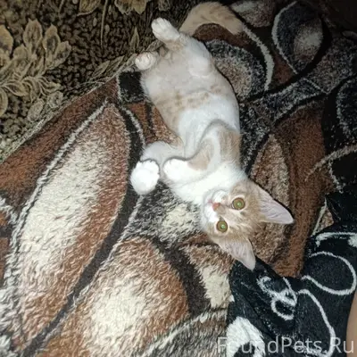 Пропал котёнок Барсик, может быть на улице
