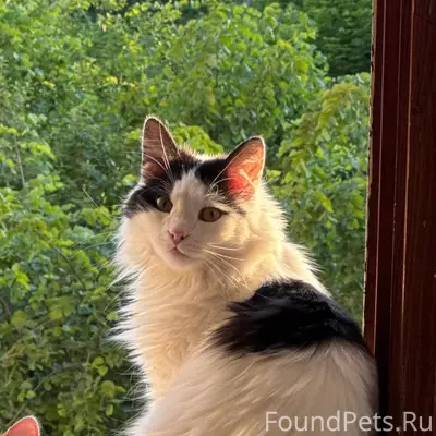 Пропал черно-белый кот, Власиха