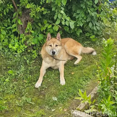 Пропала собака, Пороховушки