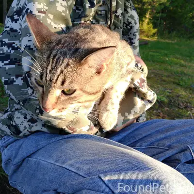 Найден кот, Еловый Мыс