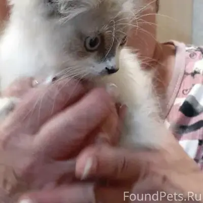 Найден сиамский котёнок, первый микрорайон