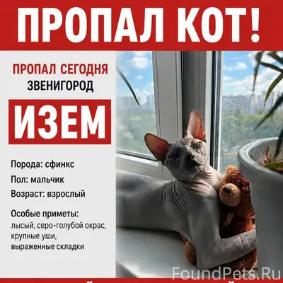 Пропал кот сфинкс