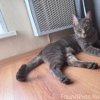 Найден кот, предположительно бенгальской породы, Москва