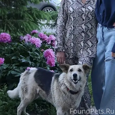 Пропала собака Доча, Калининградская/Берды