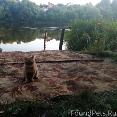 Пропала кошка, около Москвы реки