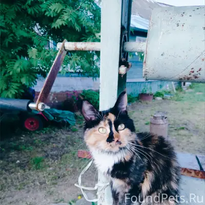 Пропала трёхцветная кошка, район Чкалова, Бардина