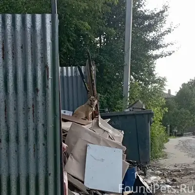 Найдена собака, г. Собинка район «Большие Сокольники»