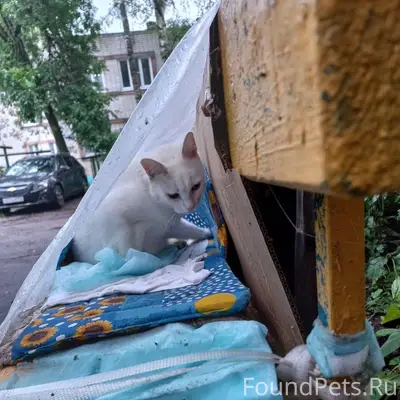 Найдена белая кошка, ул. Штеменко