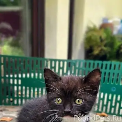 Пропал черно-белый котенок