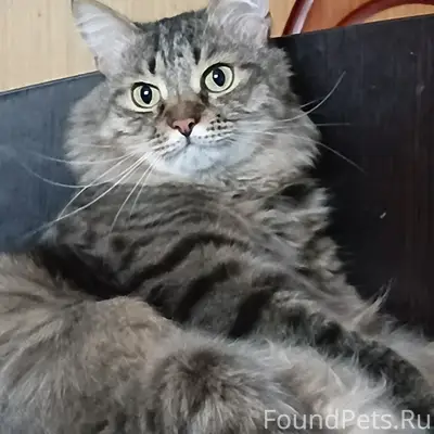 Пропал кот Василий, х. Михайловка