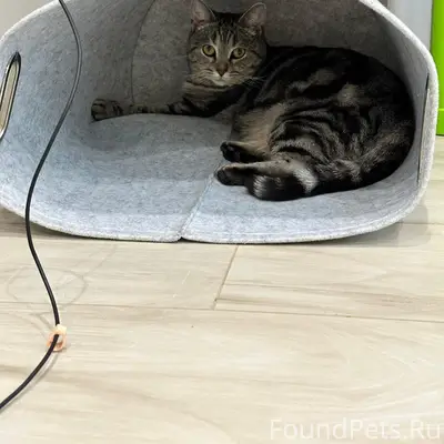 Пропала кошка, Поле Чудес