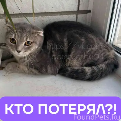 Найден котёнок, Саратов, 3-я Дачная