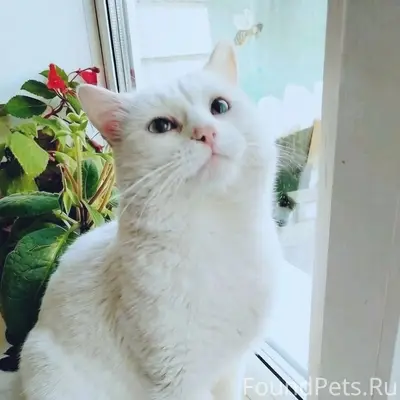 Пропал кот Проша, район Загса