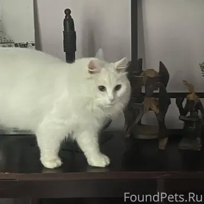 Пропал кот, д. Нудоль, ул. Солнечная