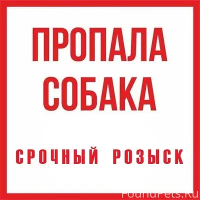 Пропал бигль Лорд, Кола, Мурманск