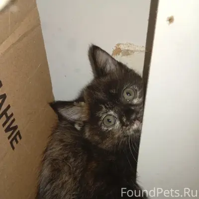 Пропала девочка-котёнок, район третьего поста