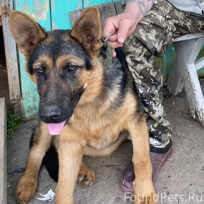 Пропала собака