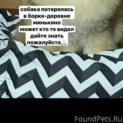 Пропал Бруно, деревня Новое Минькино
