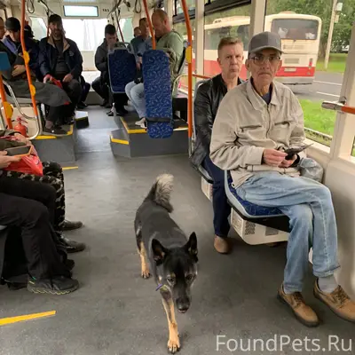 Пропал кобель, Новый век