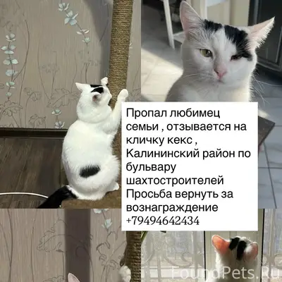 Пропал кот Кекс, Калининский район
