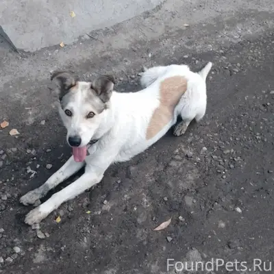 Пропала собака, г. Брянск, Фокинский район