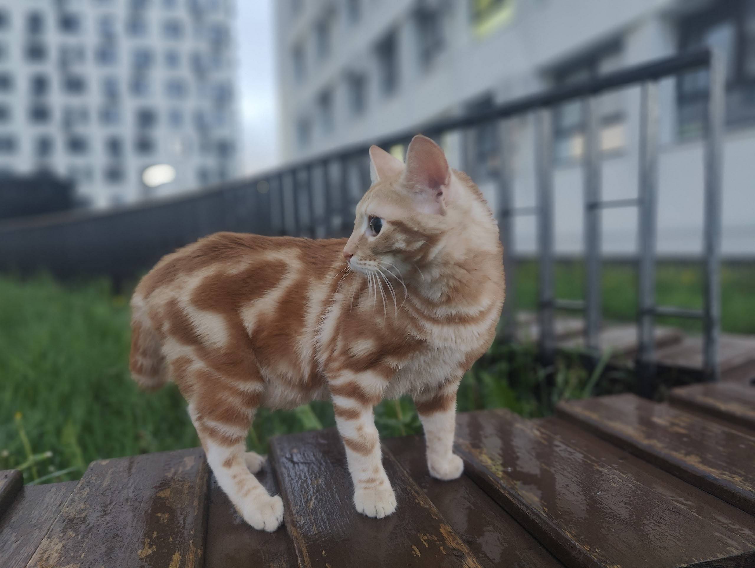 Пропал кот, Ярославское шоссе