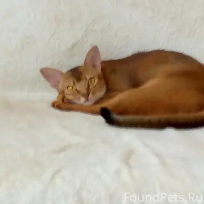Пропала кошка
