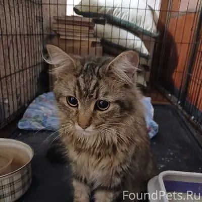 Найден кот, Телецентр