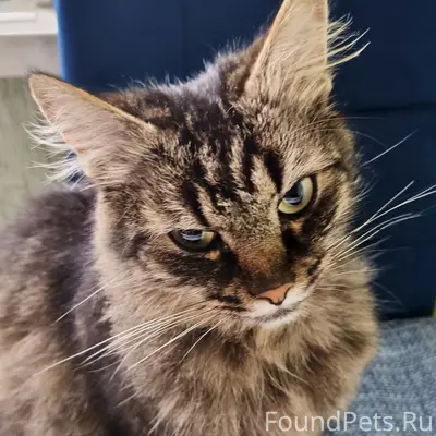 Найден котик, Зеленоград