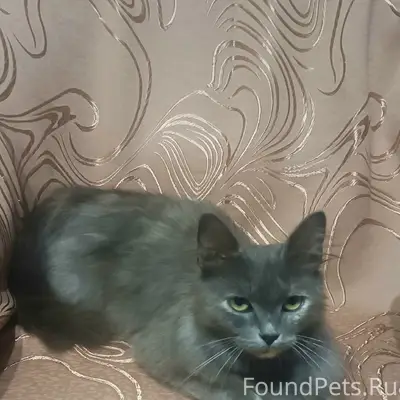 Пропала кошка, район магазинов Матрёшка
