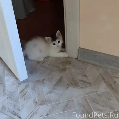 Найден котёнок, район 5-ой школы