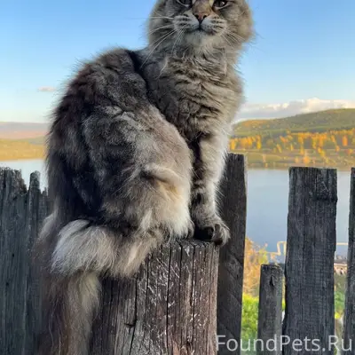 Пропала кошка мейн-кун Люся, г. Сатка