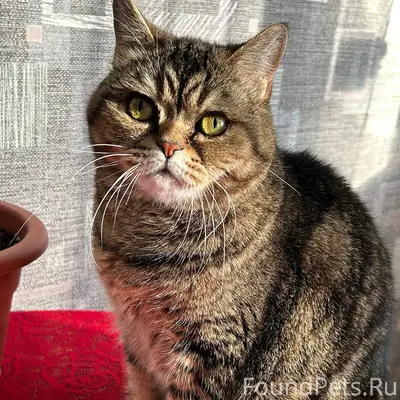 Пропала шотландская кошка Багира, проспект Черняховского