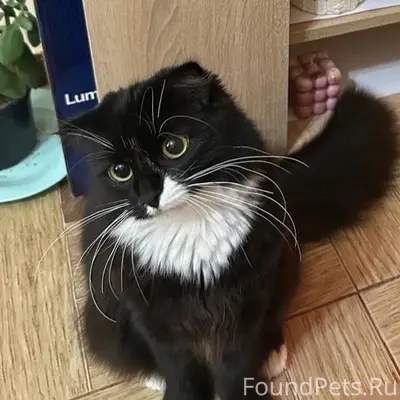 Пропала кошка Нола, район улицы Победы