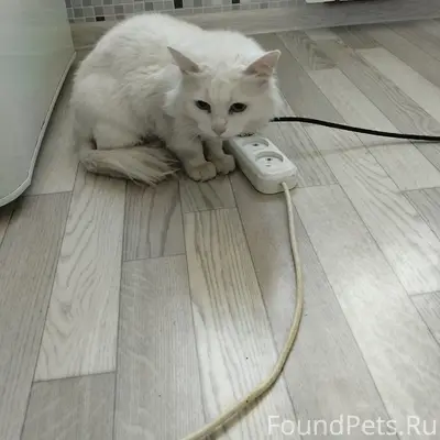 Найдена белая кошка, ул. Пр. Фрунзе