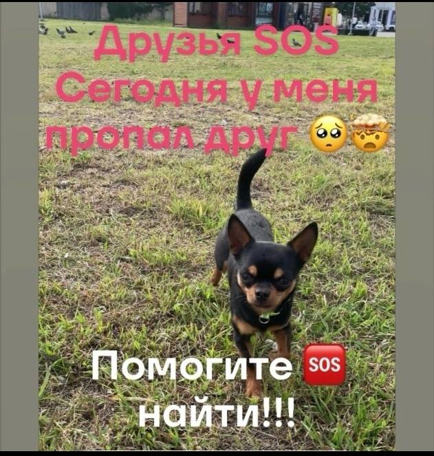 Пропала собака, Зарик
