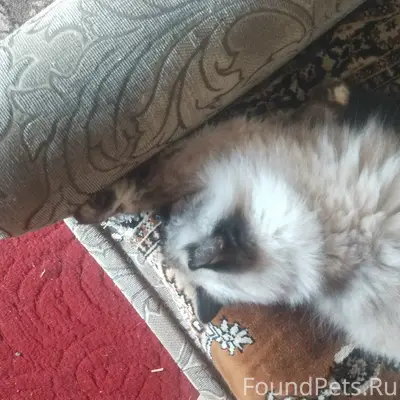 Пропала кошка Муся, 5 квартал