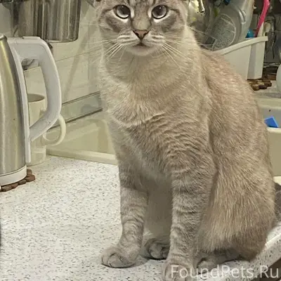 Пропала кошка Нюся, Д. Верховье