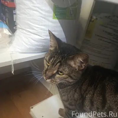 Найден кот, ласковый и кастрированный