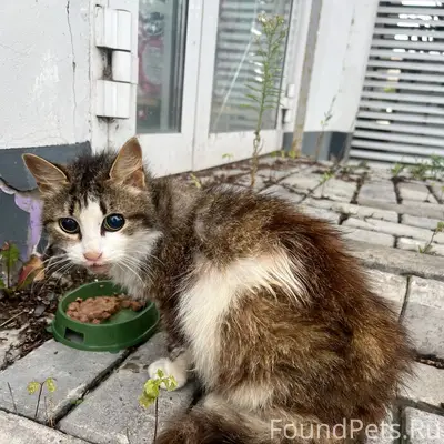 Найдена кошка, Казань