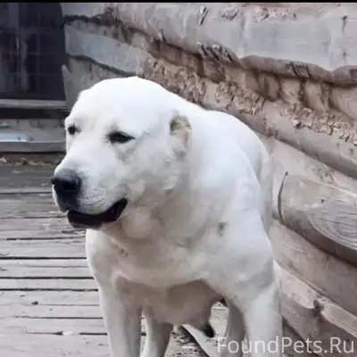 Пропала собака Белка, ул. Кр. Подгора