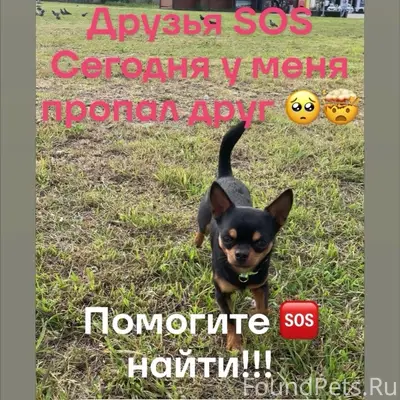 Пропал Тэдди, у хлебокомбината