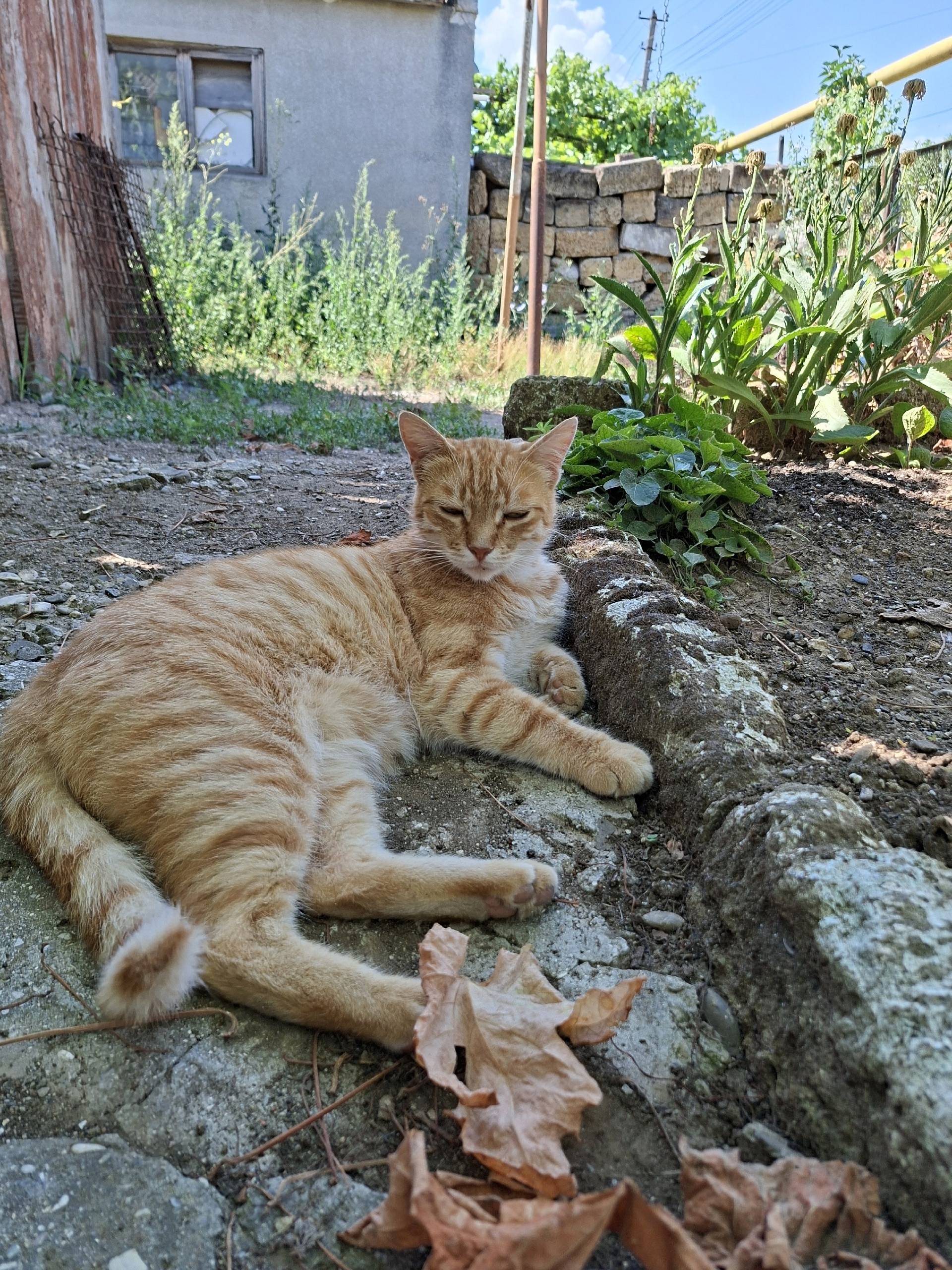 Найден котик Мурчик