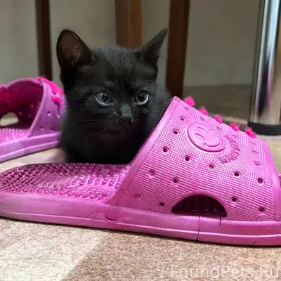 Найден котёнок, двор