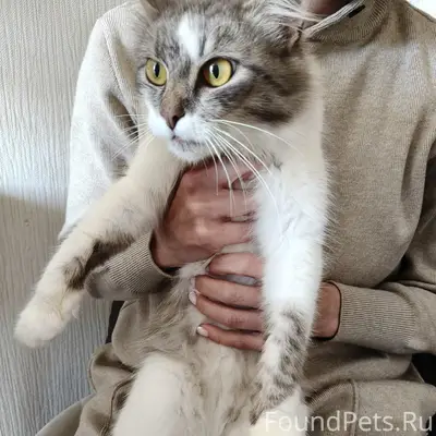 Найдена кошка, Лакинск