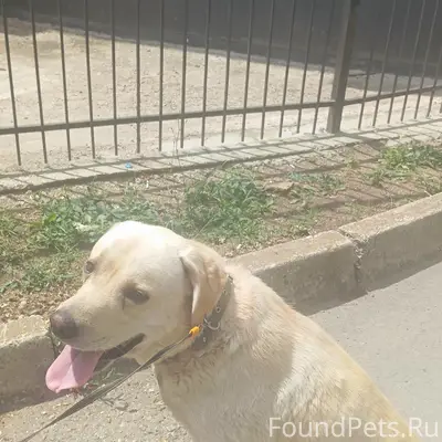 Пропал лабрадор Сдэк, район Тургенева 15