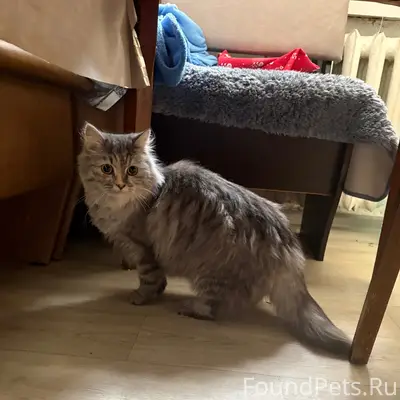 Найдена собака, около тц «Светофор»
