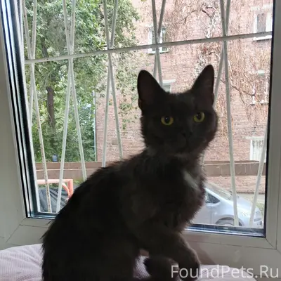 Найден кот, Авиастроителей 1/4