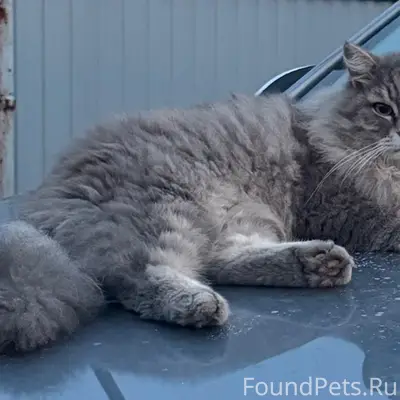 Пропал кот Мурчик, Черемушки